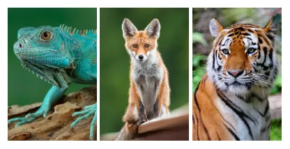 Canvas print wall displays - Package 9